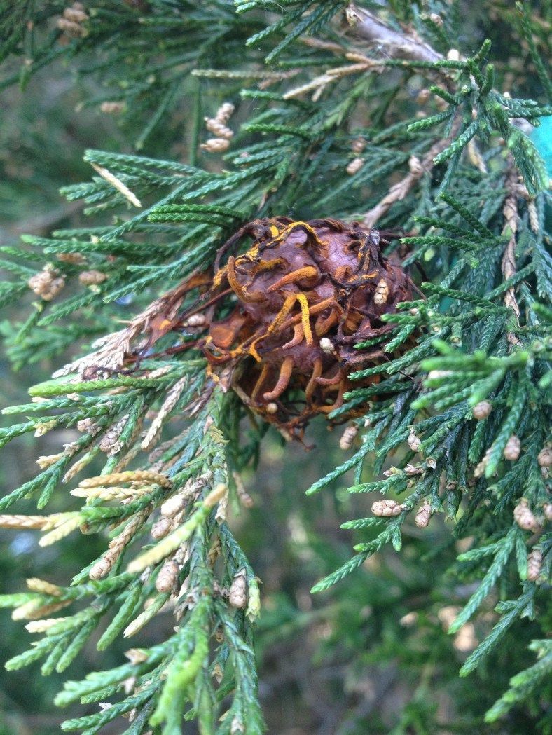 Brown gall on evergreen branch, surrounded by green foliage.