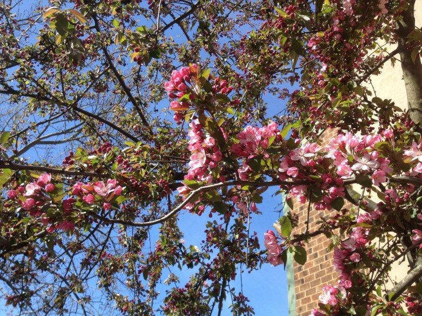 Pink blossoms on tree branches against a bright blue sky, with a brick building in the background.