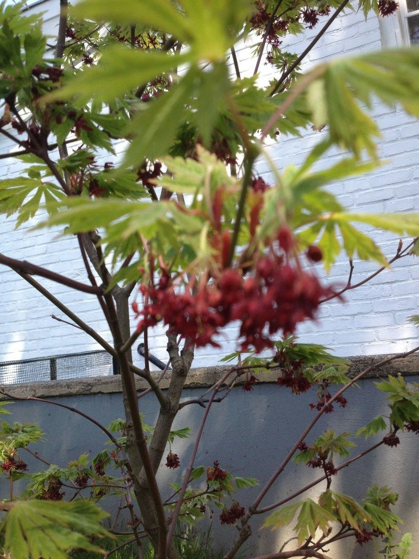 Japanese maple tree with red flowers and green leaves.