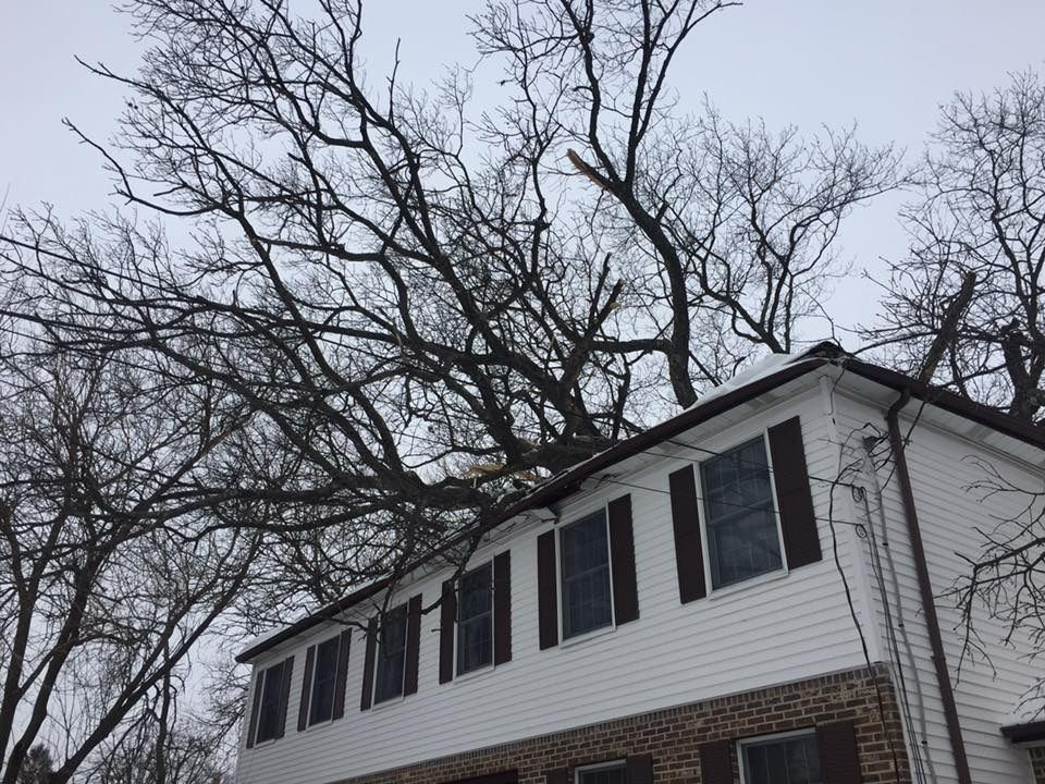 Tree branches over a white house with brown shutters and a brick base. Cloudy sky.