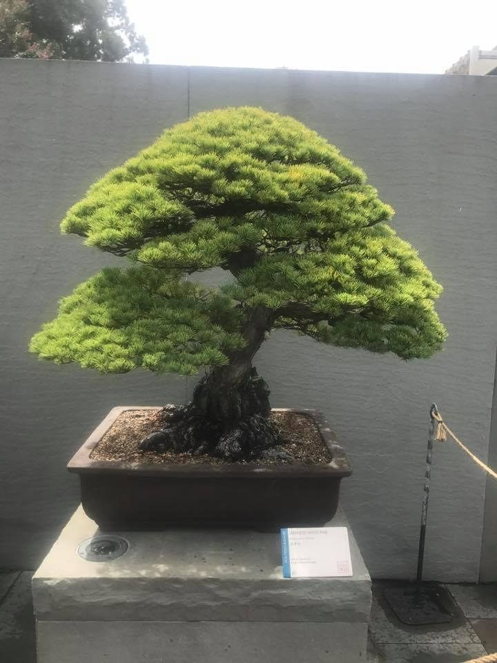 A meticulously shaped bonsai tree with layered green foliage, displayed on a stone pedestal against a plain wall.