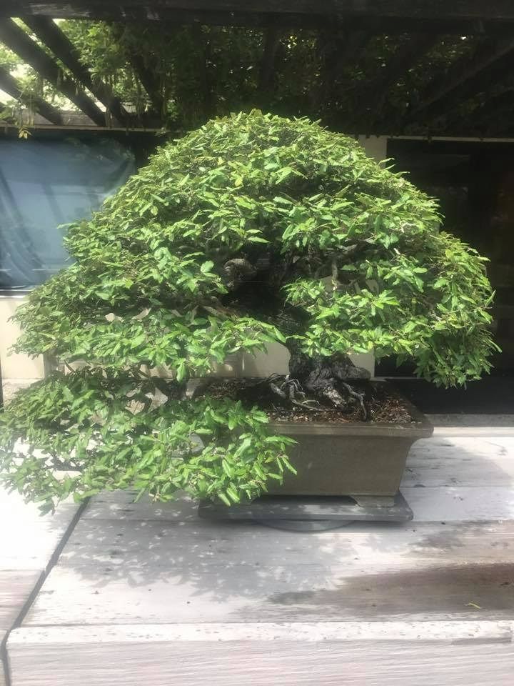 Mature bonsai tree with green leaves in a rectangular pot.  Sunlight casts shadows on concrete surface.