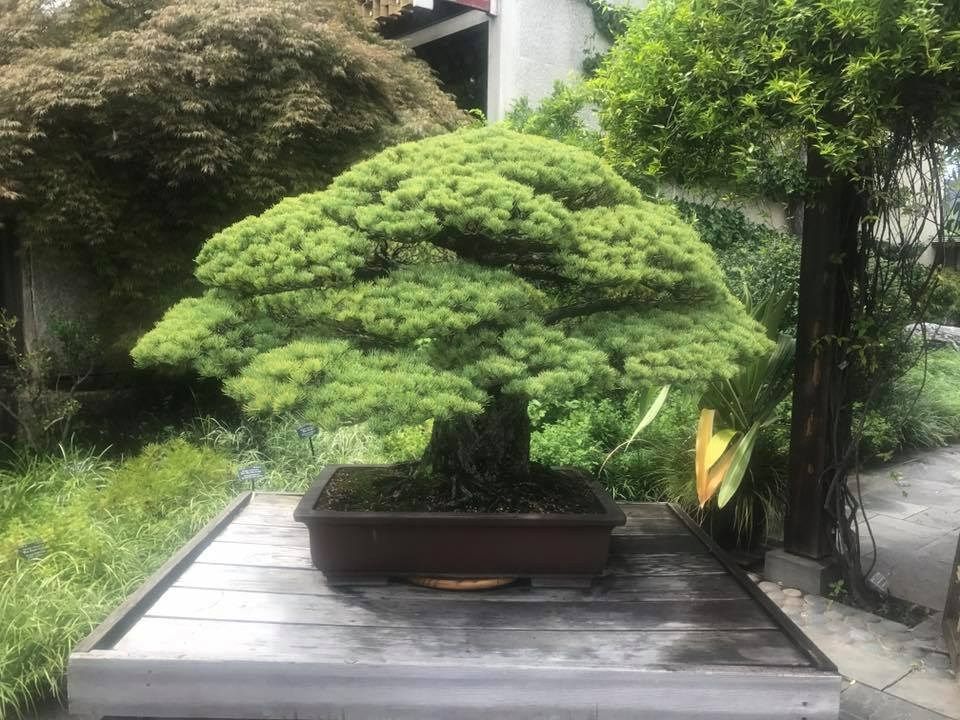 Bonsai tree with green foliage, in a brown pot, on a wooden platform, in a garden setting.