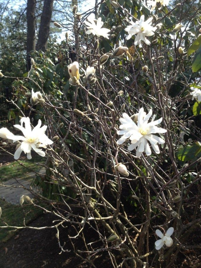 White star-shaped flowers bloom on a bare bush in a sunny garden.
