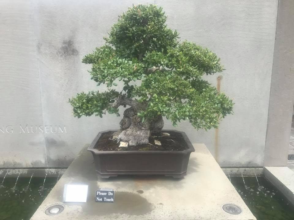 Bonsai tree in a dark brown pot, displayed on a concrete pedestal with a water feature in a light-colored outdoor setting.