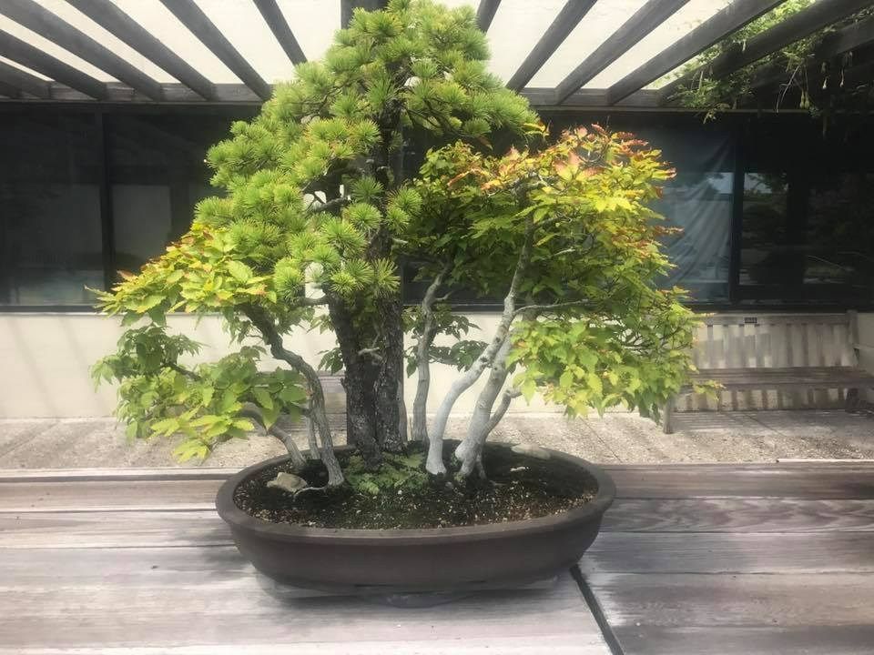 Bonsai tree in a brown pot, on a wooden surface, under a trellis. Green and yellow leaves.