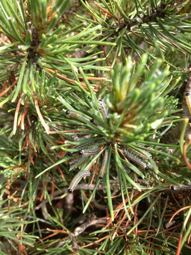 Caterpillars, black stripes and white hairs, cluster on pine needles, nestled in the foliage.