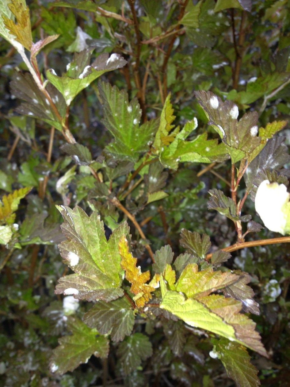 Green and maroon leaves of a shrub covered in white powdery spots.