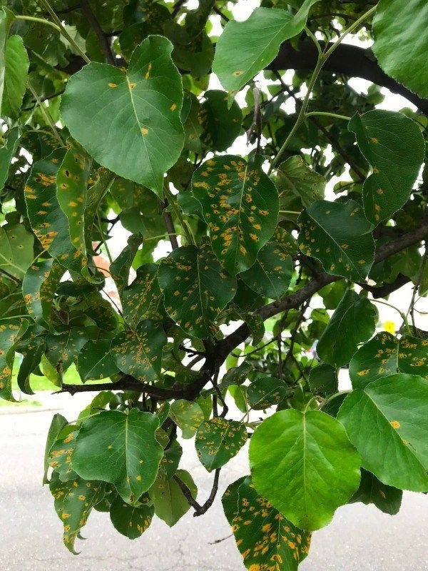 Green leaves with yellow-orange spots, likely a disease, on a tree branch against an outdoor background.