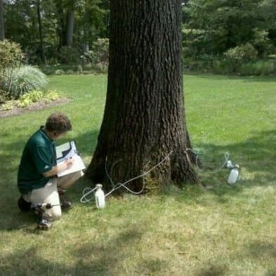 Man examining tree, taking notes with equipment attached, in a grassy yard on a sunny day.