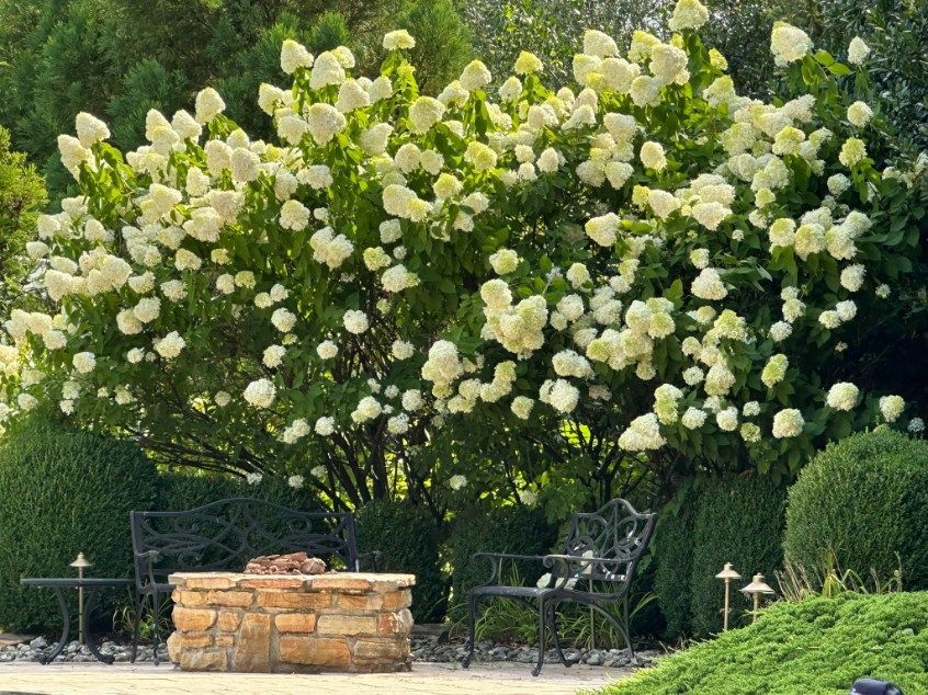 A large hydrangea bush with white blooms over a stone fire pit and wrought iron chairs.