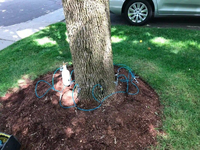 A tree trunk surrounded by brown mulch, green grass, and a car tire. A string of lights is tangled in the mulch.