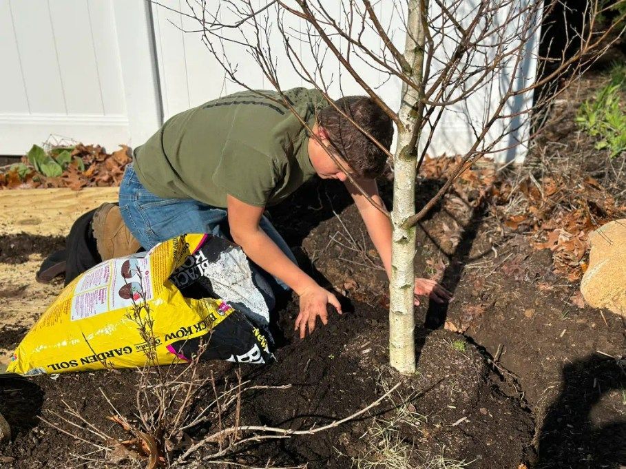 Person mulching around a young tree in a garden bed, using a yellow bag of garden soil.