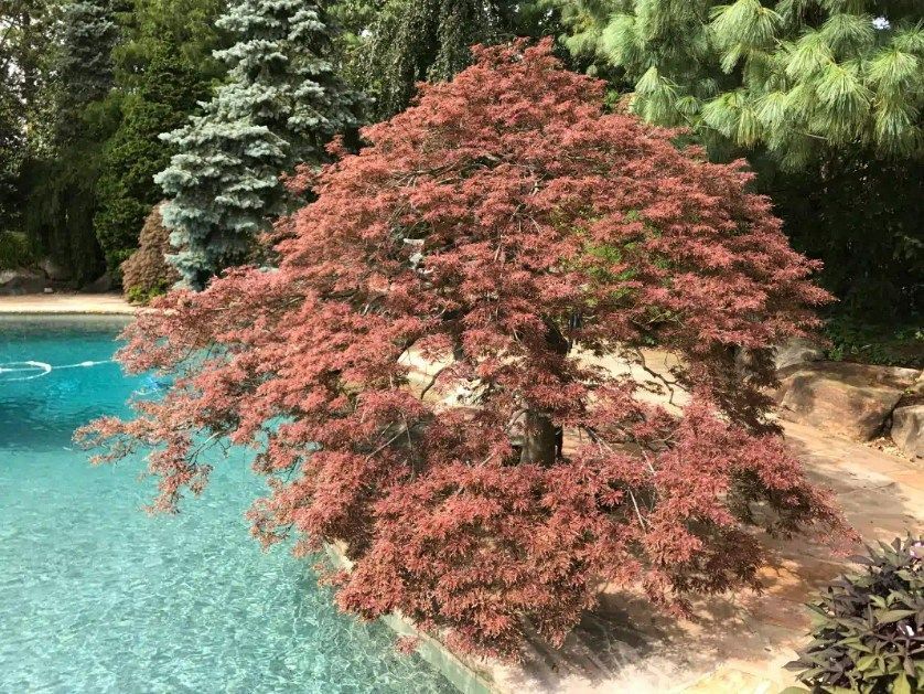 Red-leafed tree by a swimming pool with blue water and green trees in the background.