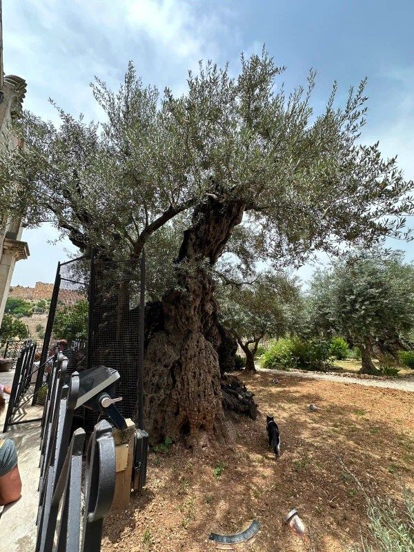 Ancient olive tree with gnarled trunk, fenced in, in a sunny outdoor setting. A small black cat walks nearby.