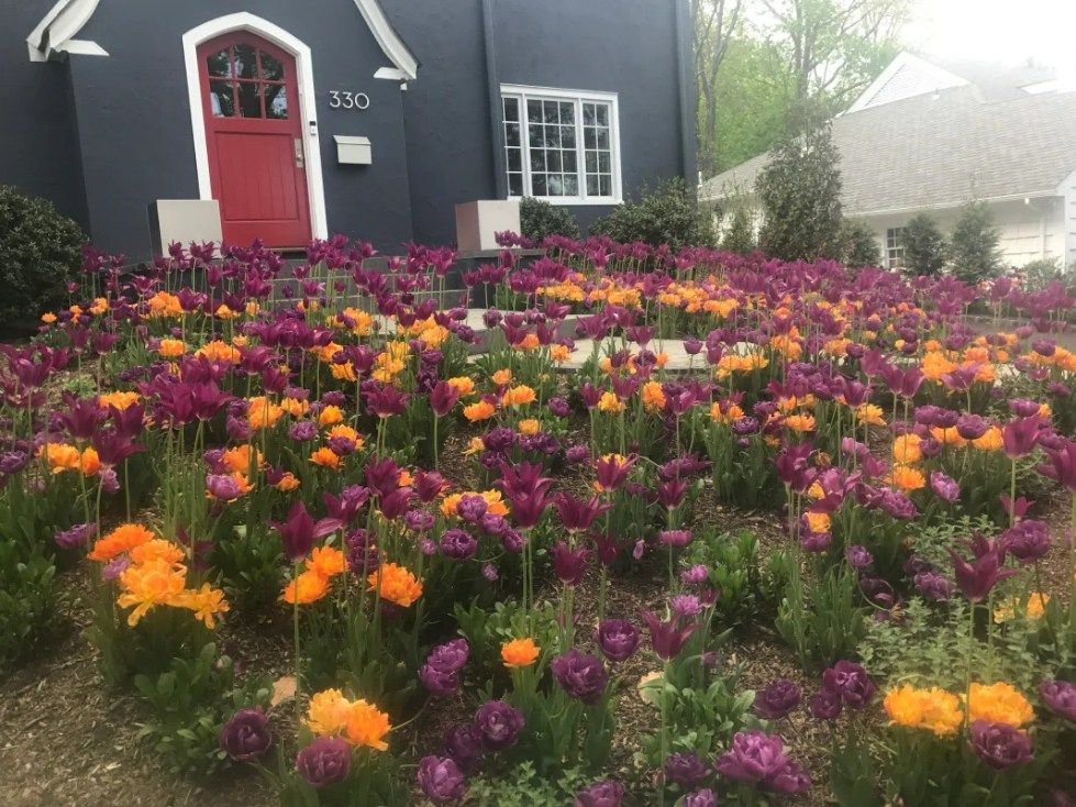 Purple and orange tulips bloom in front of a dark house with a red door.