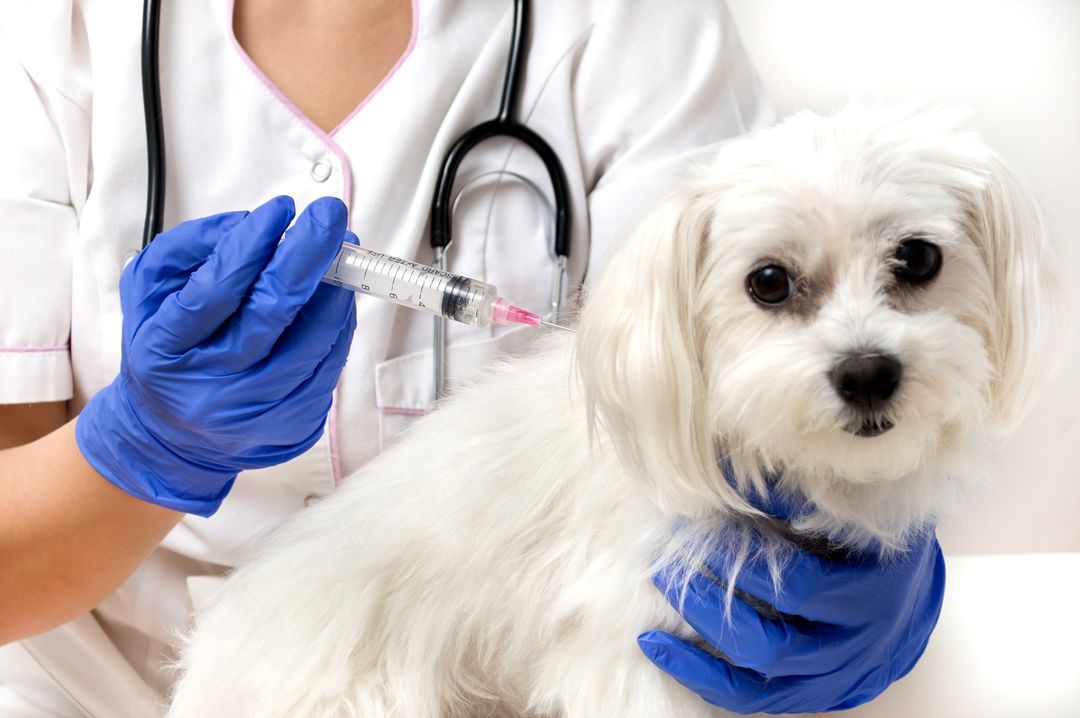 vaccini per cani