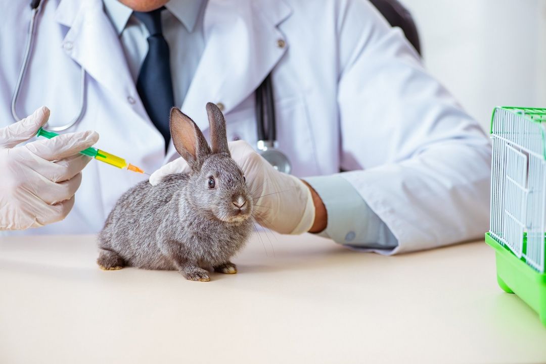 vaccino per coniglio