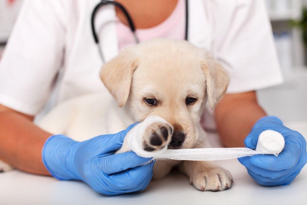 cucciolo di cane durante medicazione