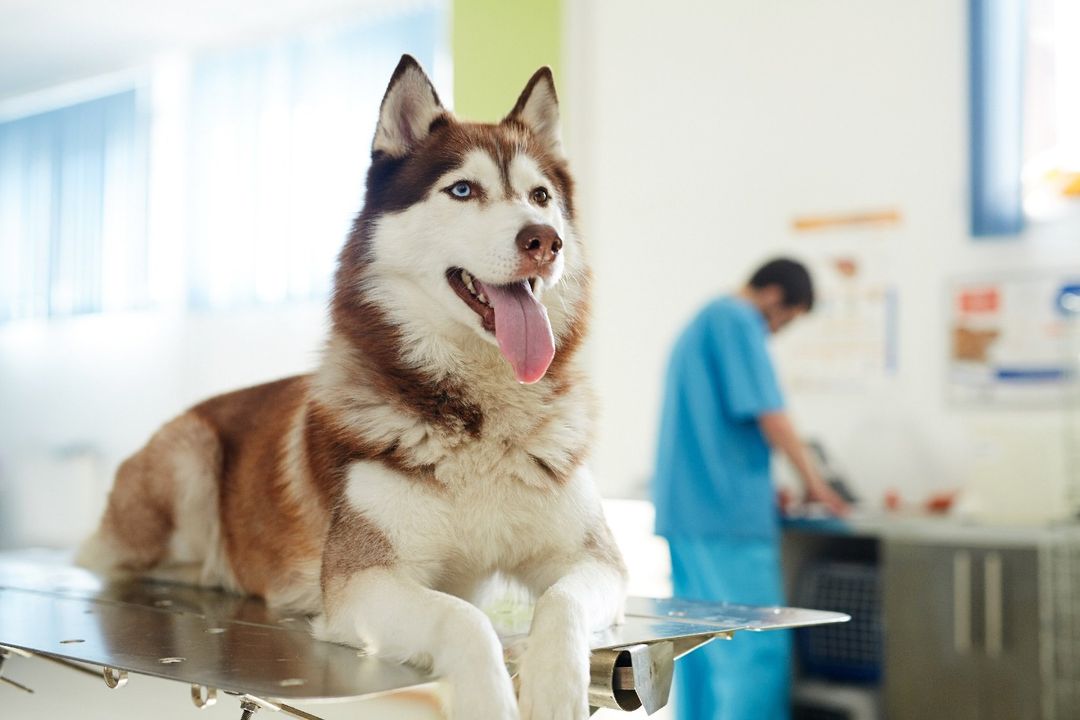 Husky durante una visita veterinaria