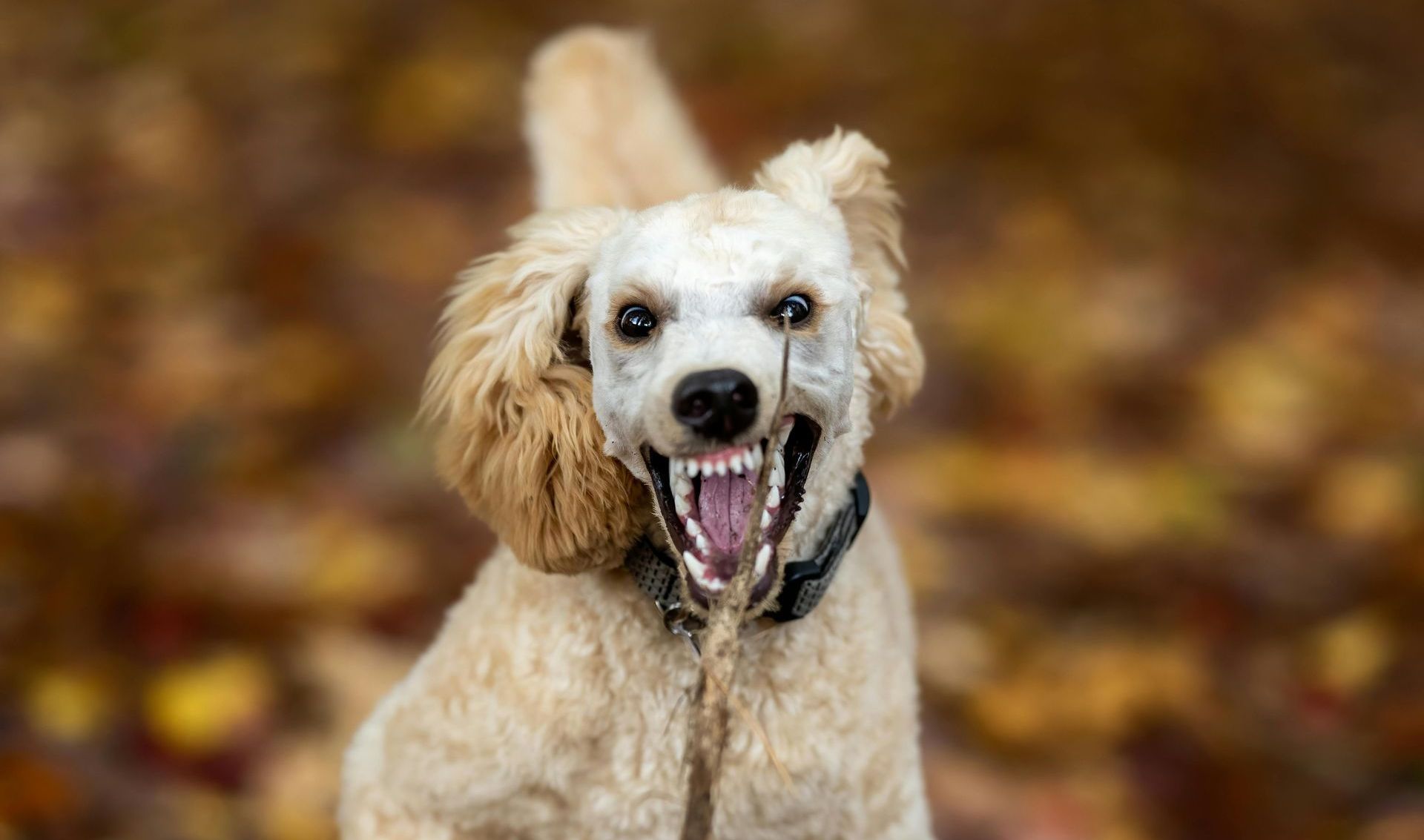 A poodle is sitting on a leash with its mouth open. - abraham sanieoff