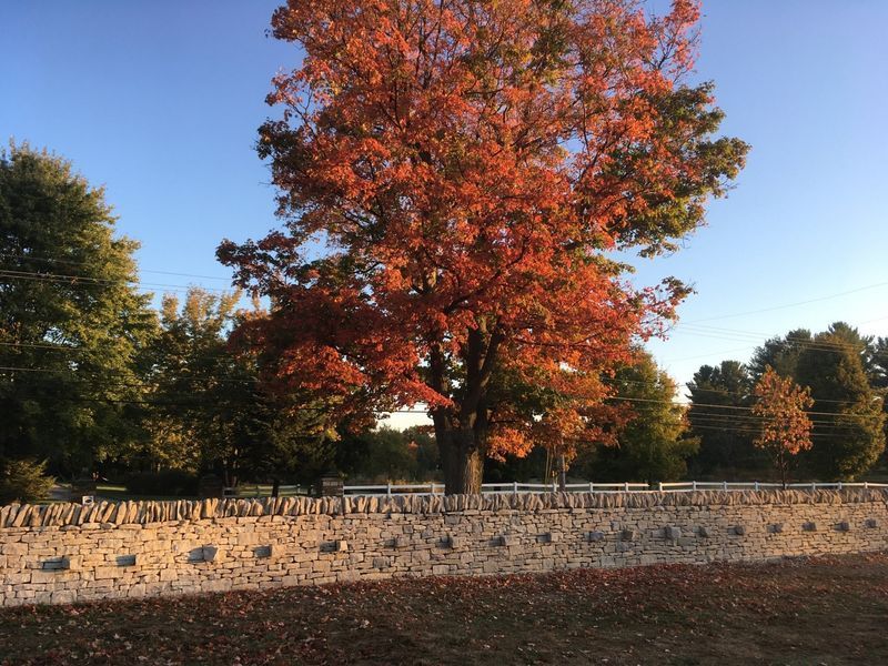 A tree with red leaves is in front of a stone wall