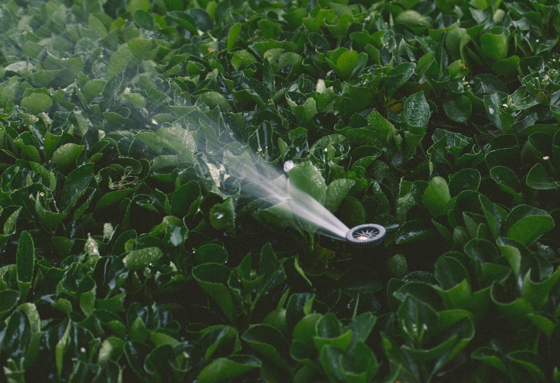 A sprinkler is spraying water on a lush green field.