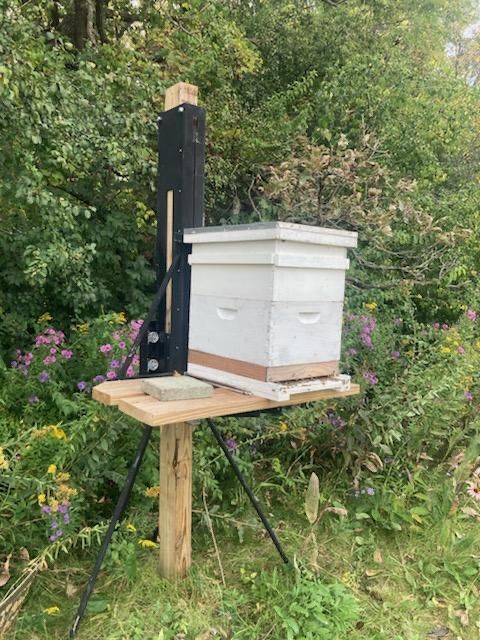 A beehive is sitting on top of a wooden post in the middle of a forest.