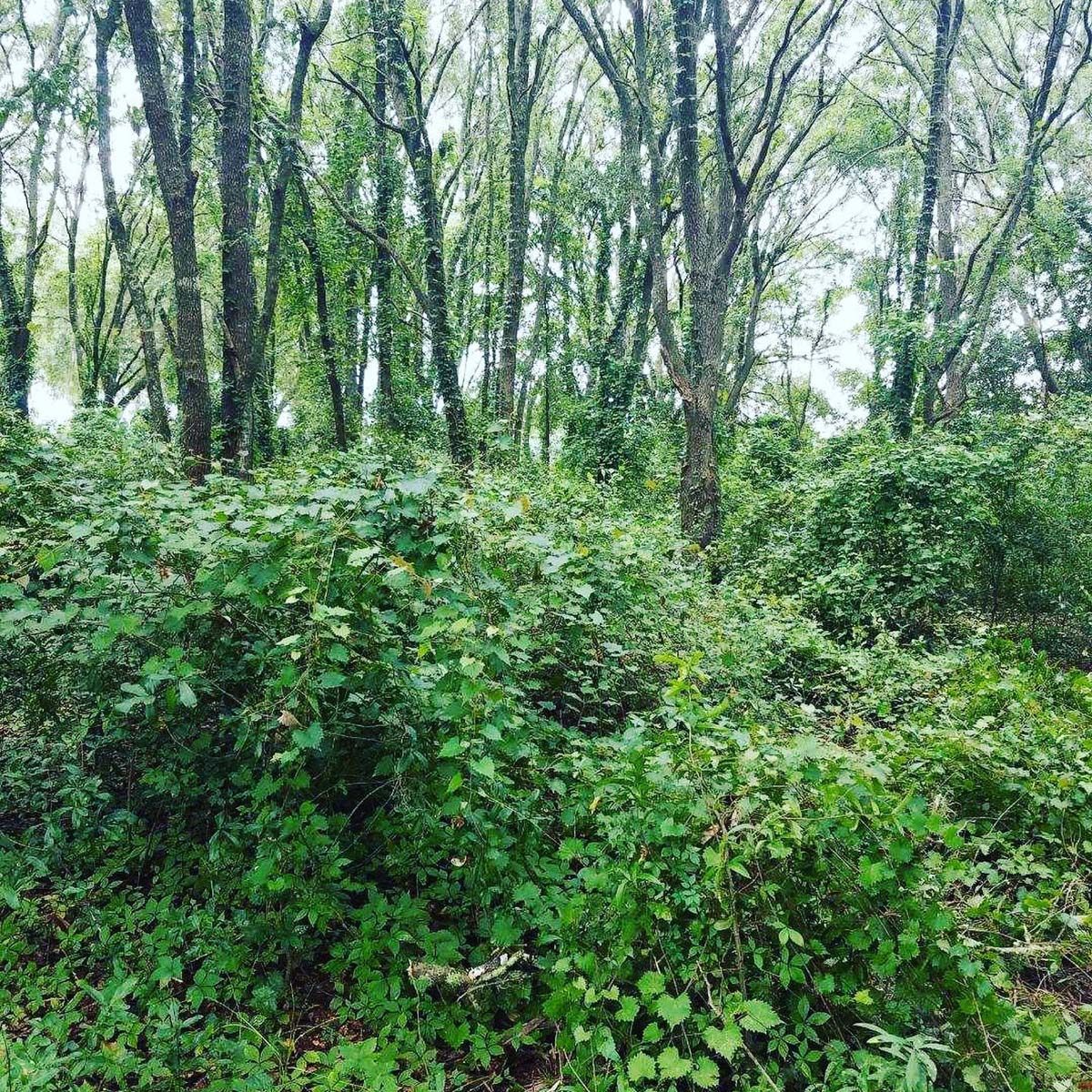 A forest filled with lots of trees and plants.