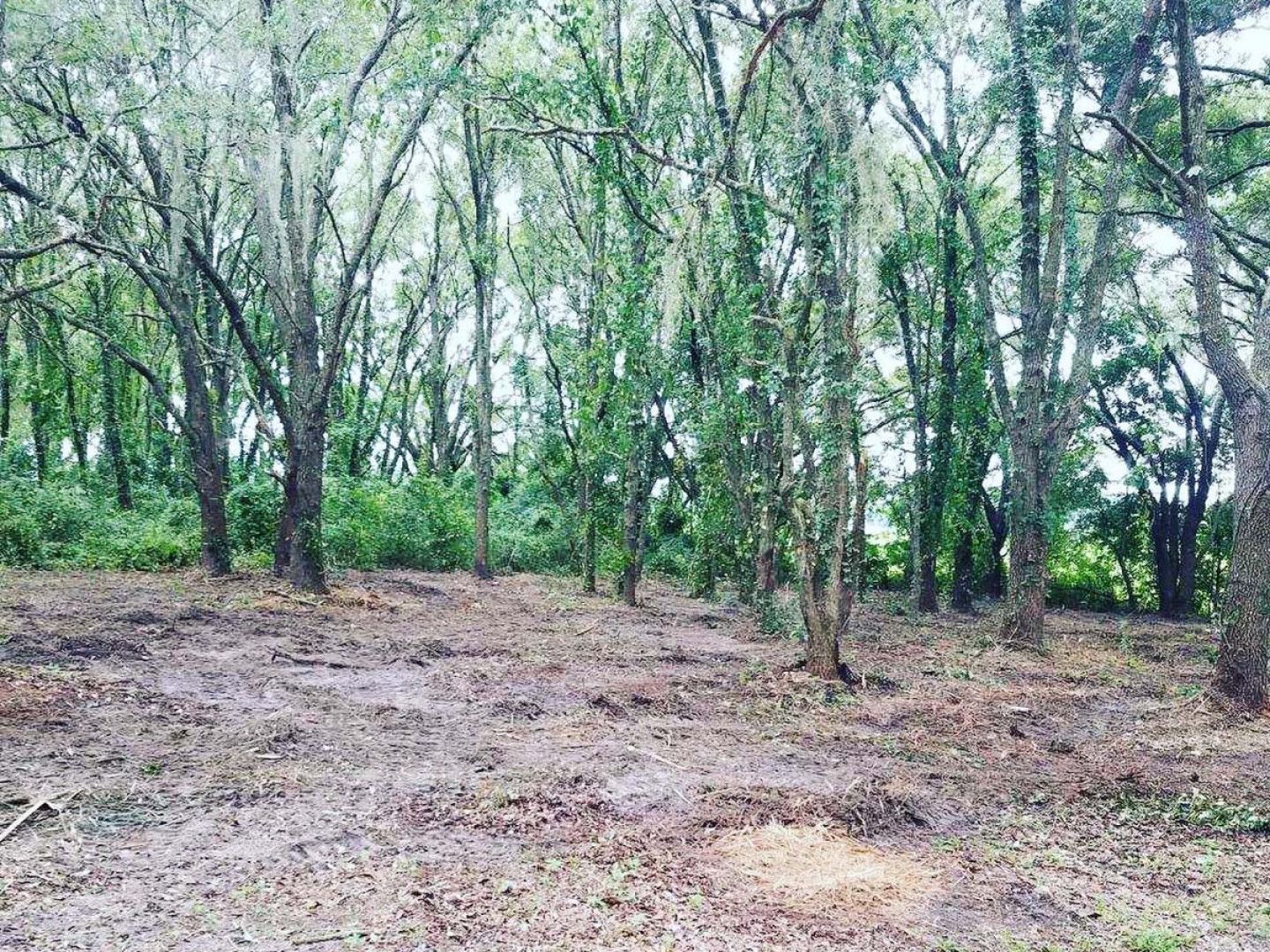 A forest with lots of trees and leaves on the ground.