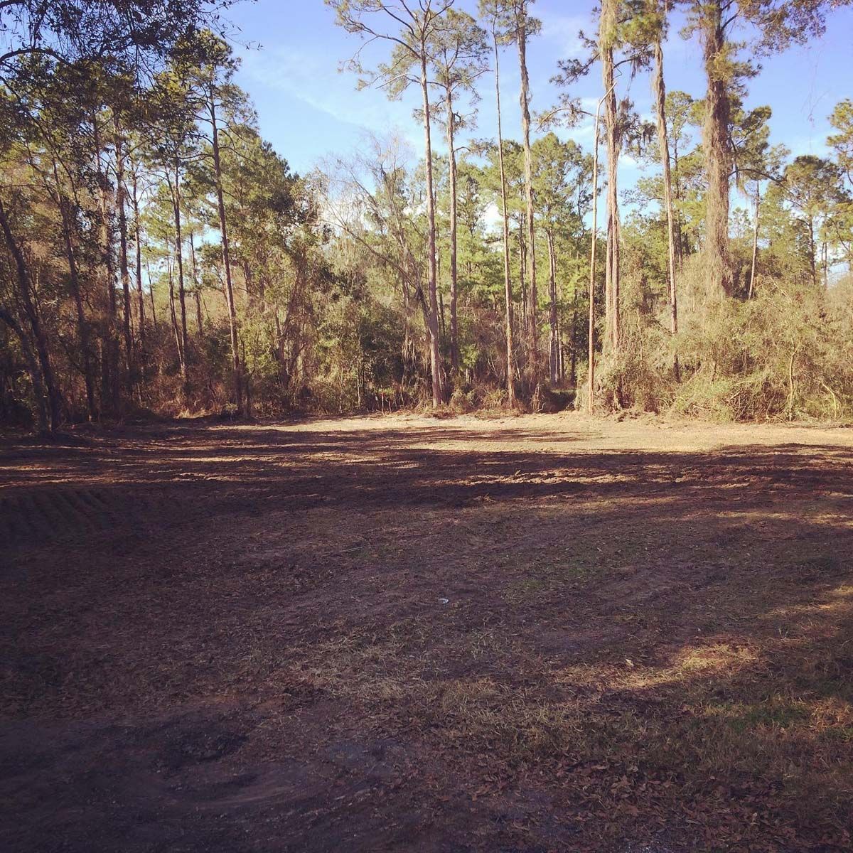 A field in the middle of a forest with trees in the background