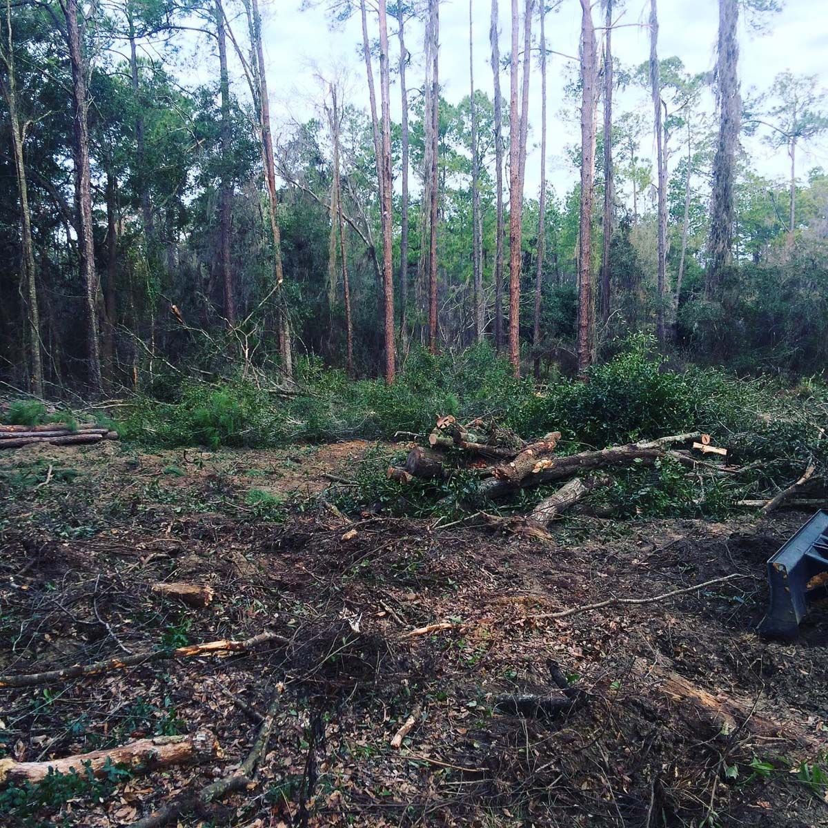 A lot of logs are laying on the ground in the middle of a forest.