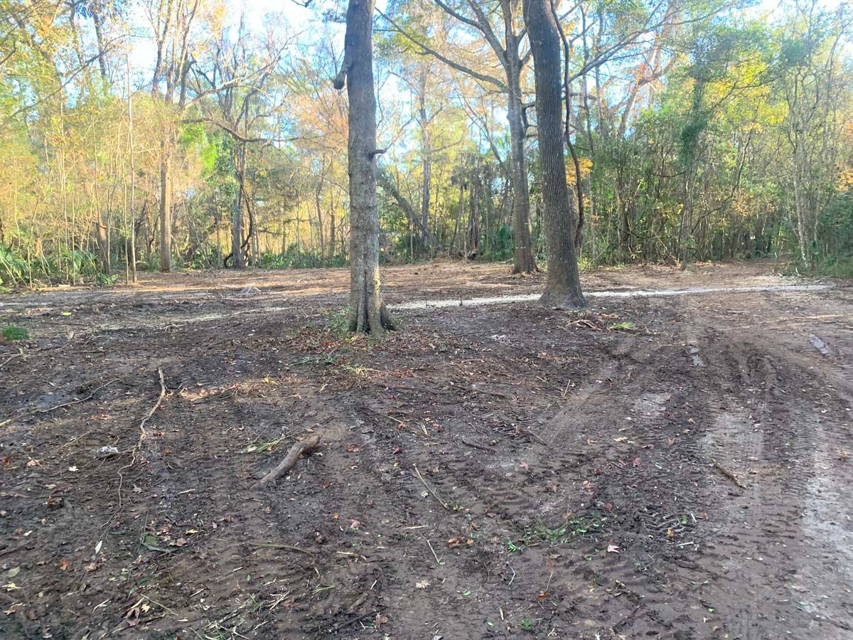 A dirt road in the middle of a forest with trees in the background.