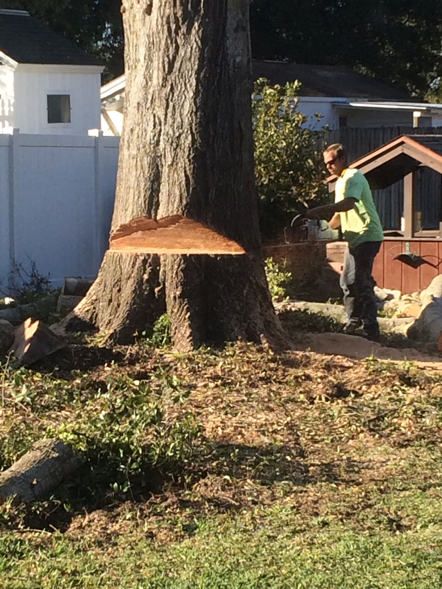 A man is cutting down a tree with a chainsaw.