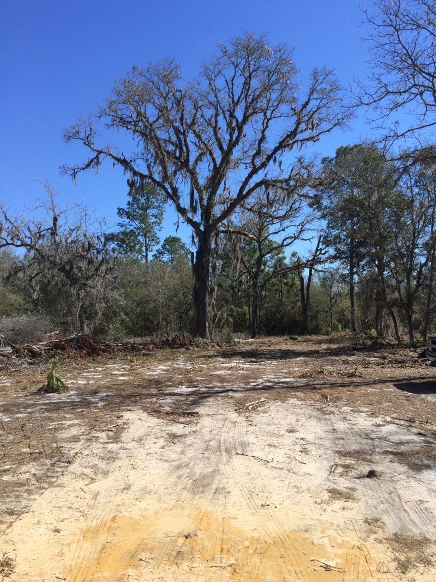 There is a large tree in the middle of a dirt field.