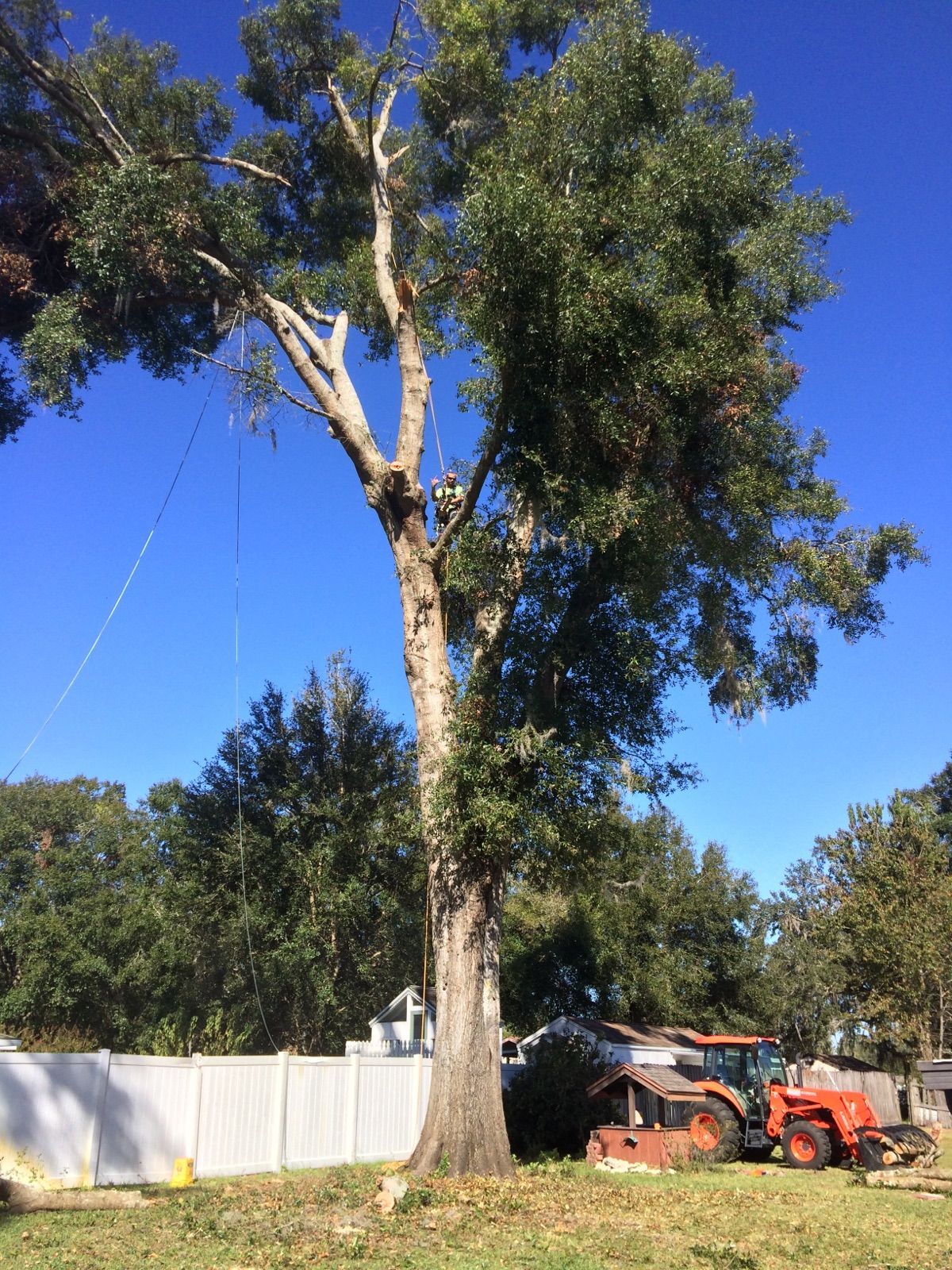 A large tree is being cut down by a tractor in a yard.