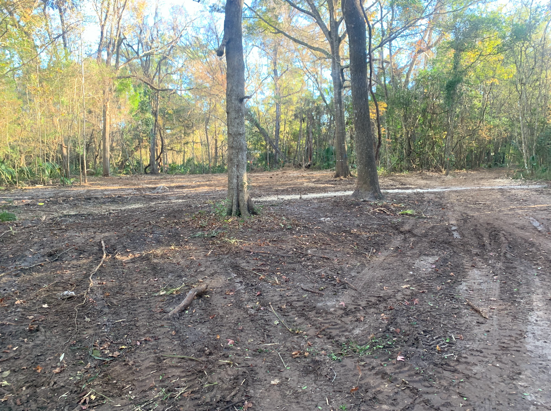 A dirt road in the middle of a forest with trees in the background.