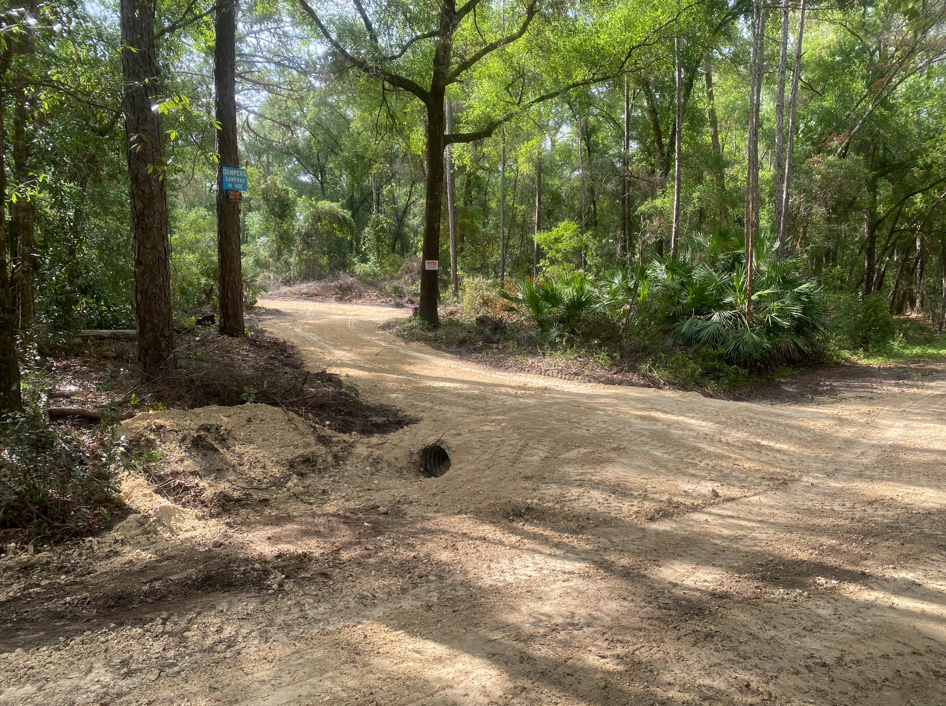 A dirt road in the middle of a forest surrounded by trees.