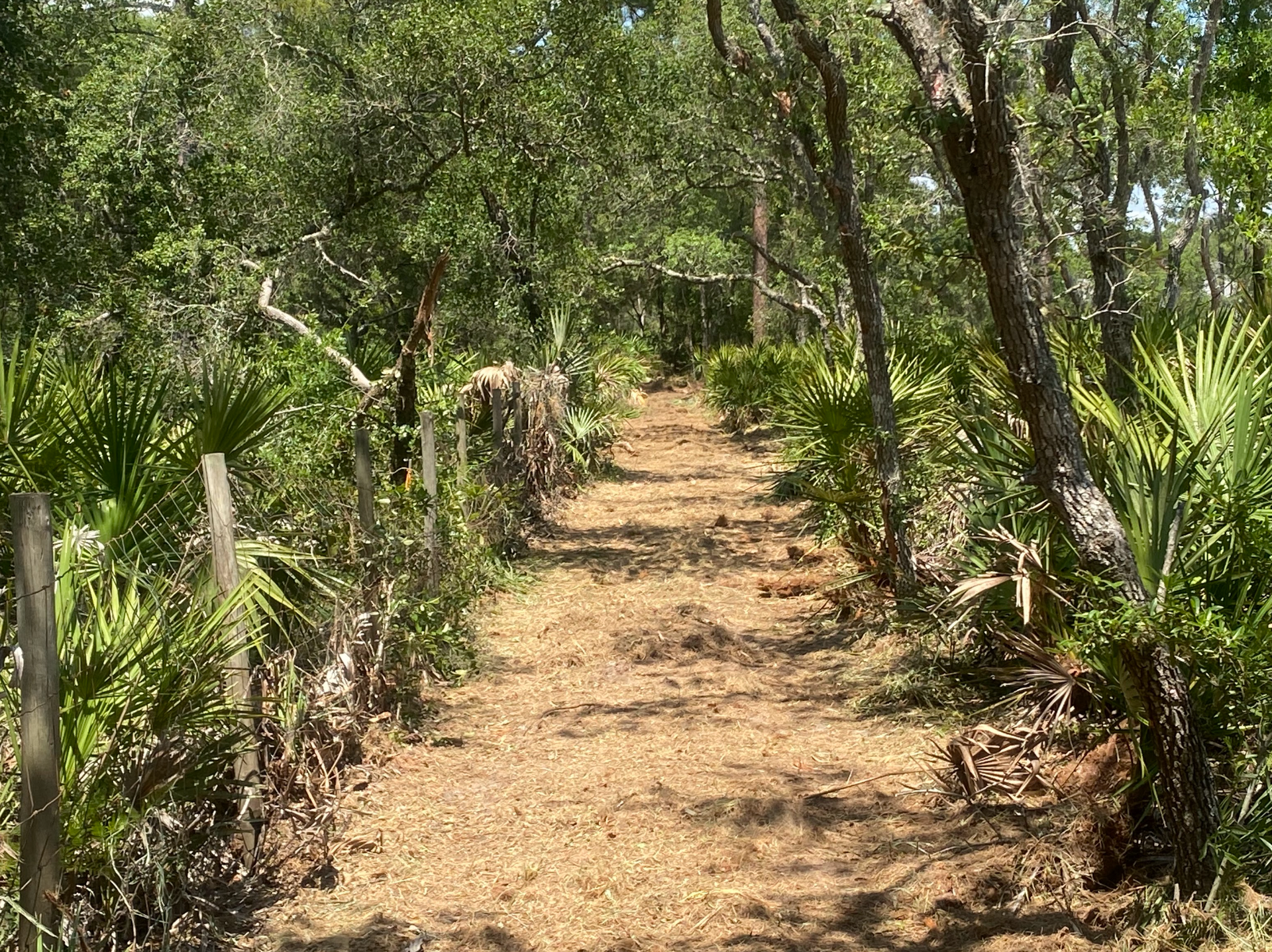 A dirt path going through a lush green forest.