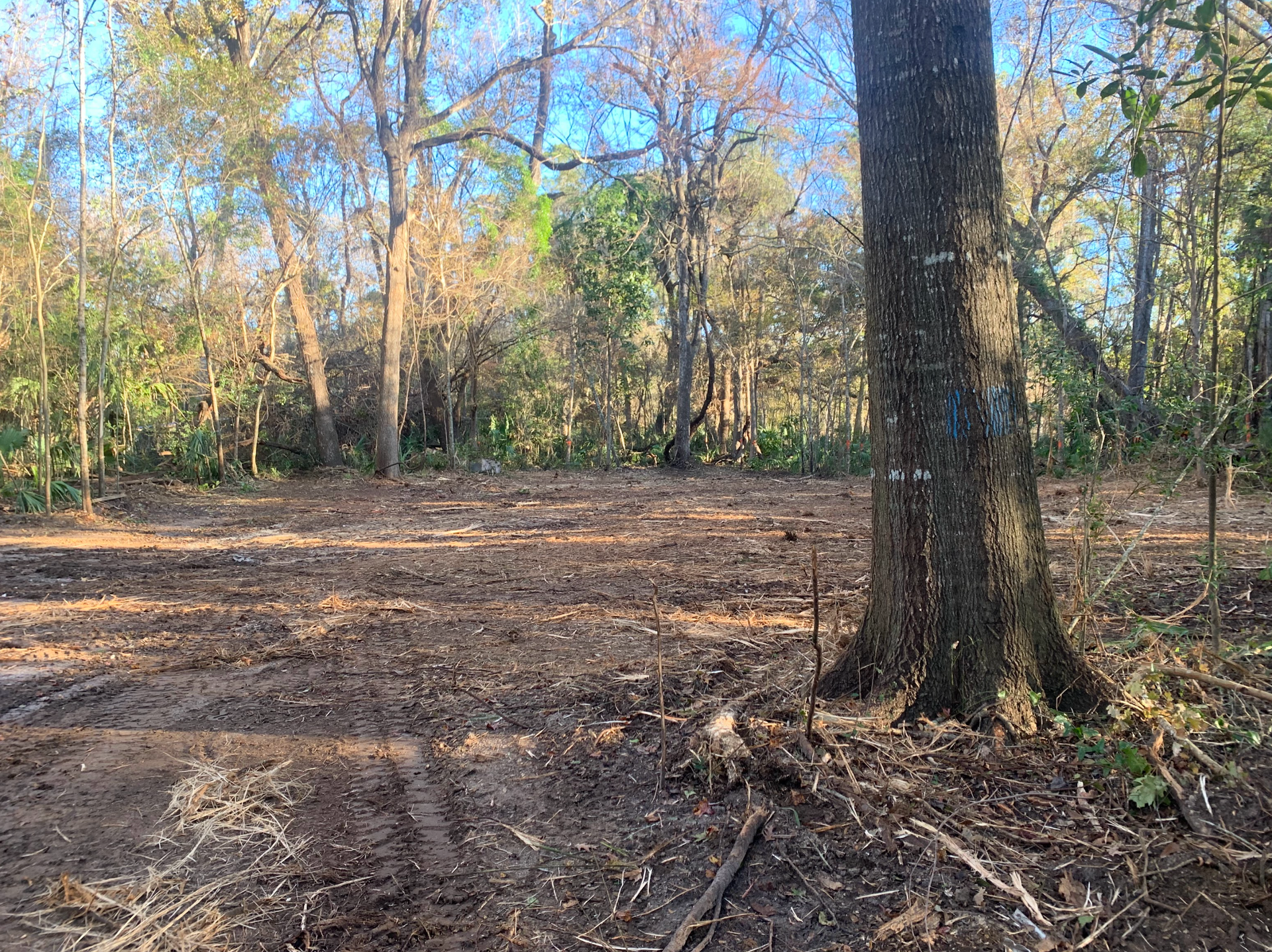 A large tree stands in the middle of a dirt field in the middle of a forest.