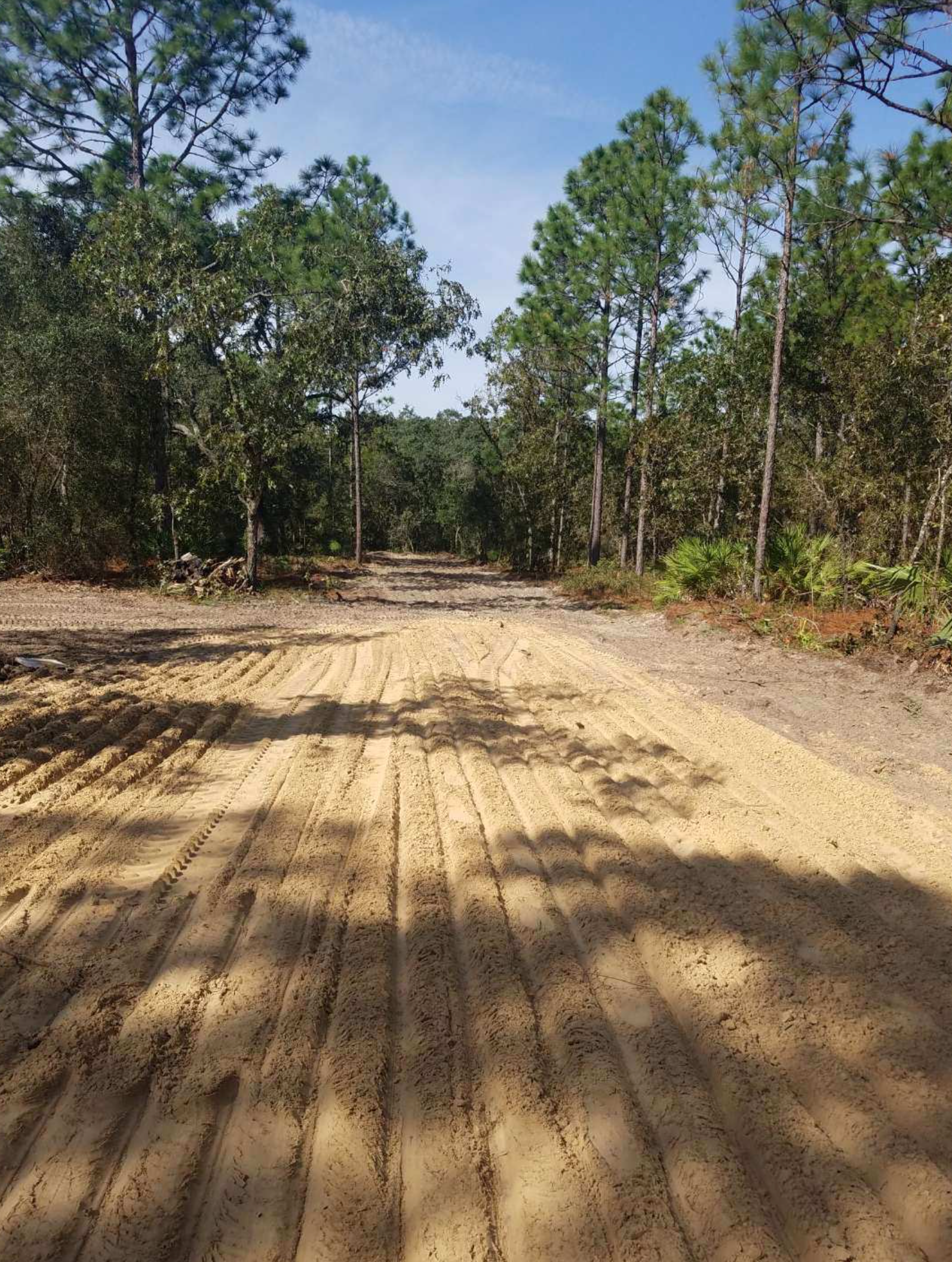 A dirt road in the middle of a forest with trees on both sides.