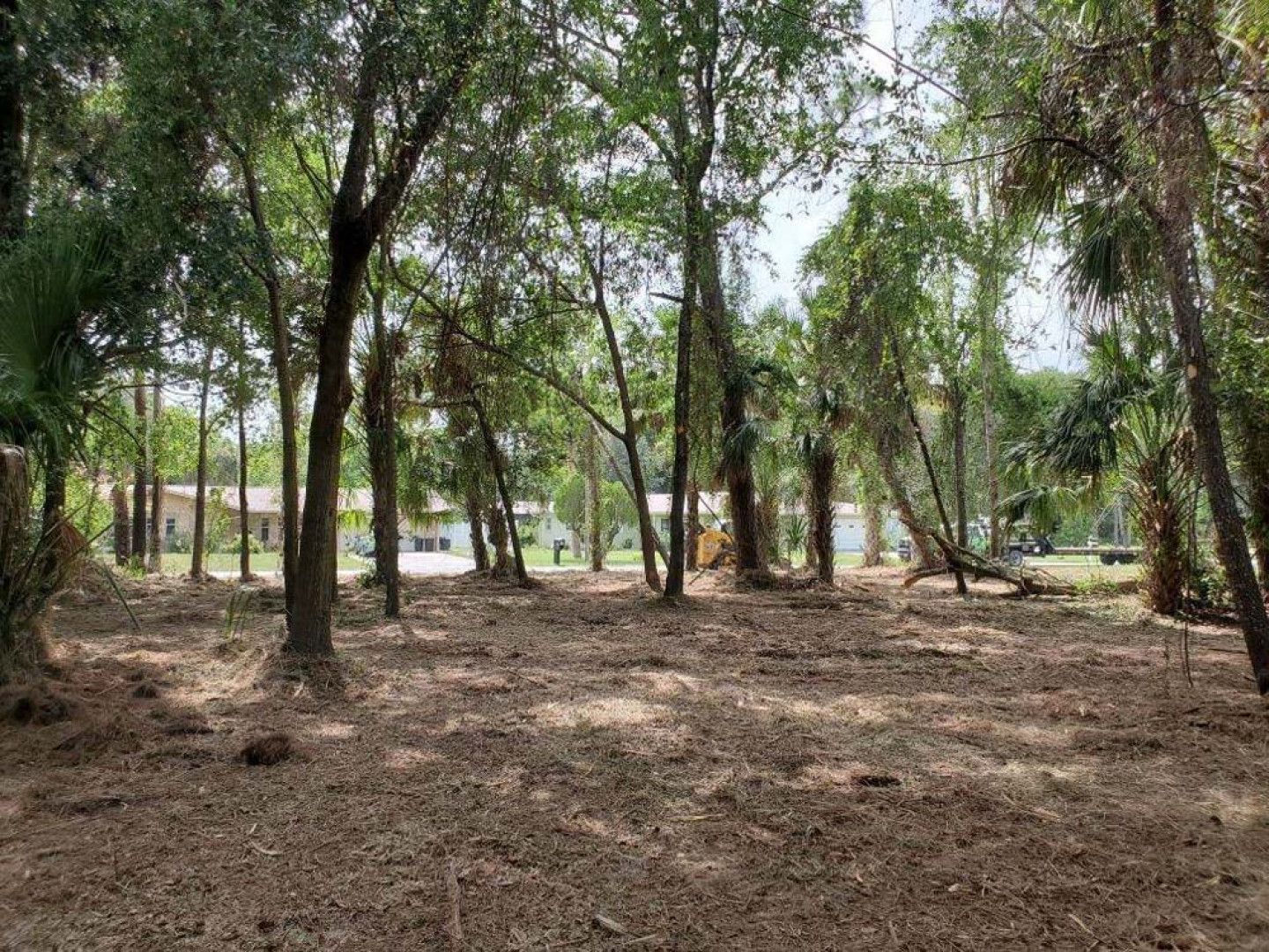 A lot of trees in a forest with a lot of leaves on the ground.