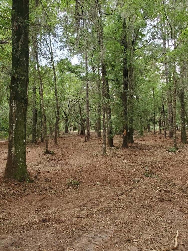 A forest filled with lots of trees and dirt.