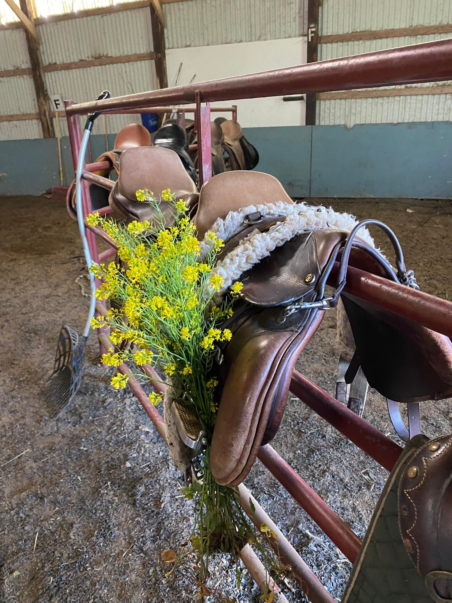 orchard-Park-Equestrian-About-Horse-riding