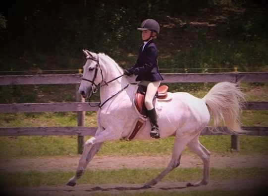 orchard-Park-Equestrian-Home-Horse-Riding