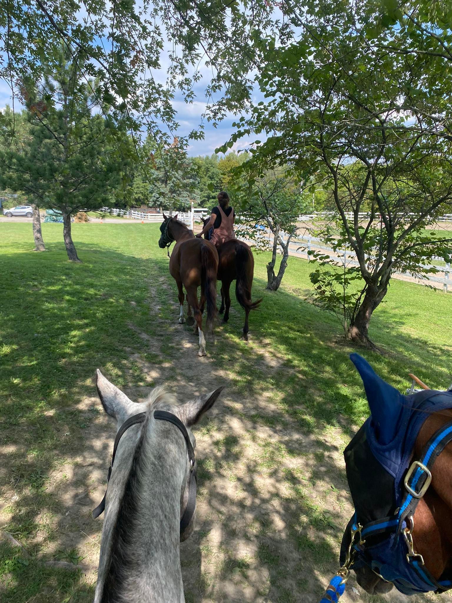 orchard-Park-Equestrian-Services-Horse-riding