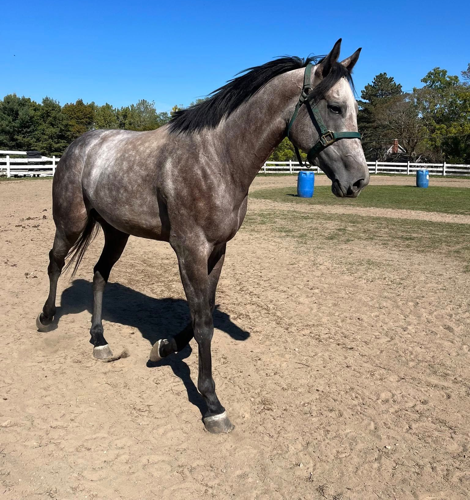 orchard-Park-Equestrian-Horse-Riding