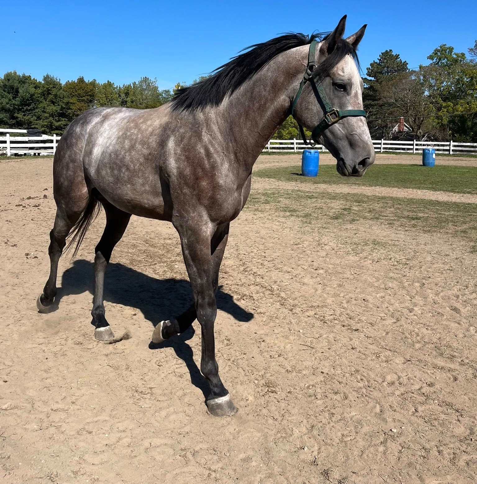 orchard-Park-Equestrian-horse-riding