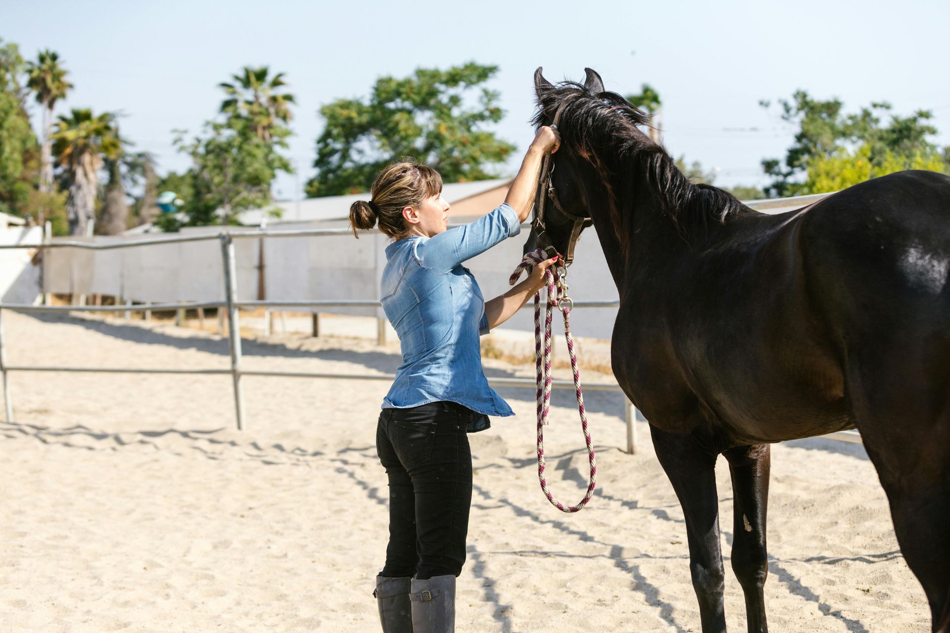 orchard-Park-Equestrian-Horse-Training
