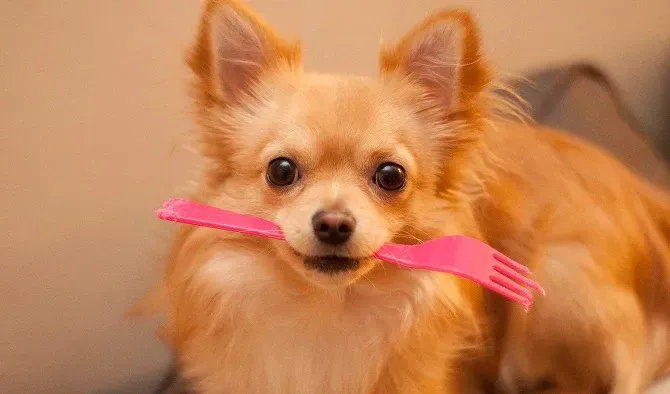 Tan chihuahua holding a pink fork in its mouth, looking at the camera.